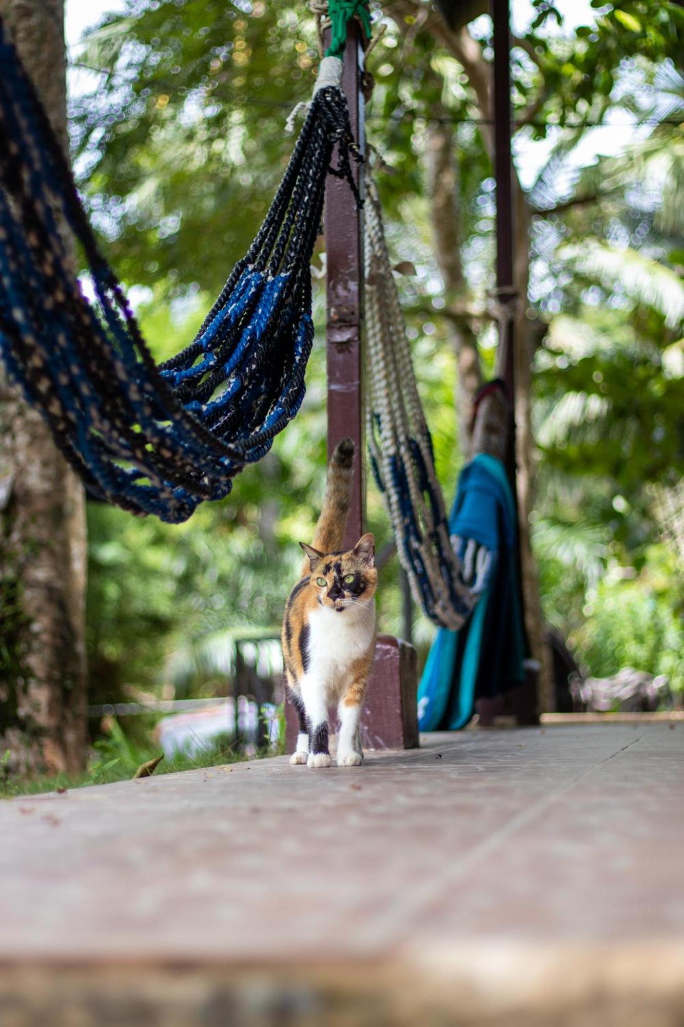 Cliff Cottage Koh Chang Bagian luar foto